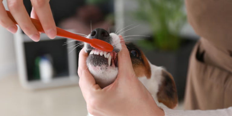 Dogs’ Bad Breath – Causes and Natural Solutions
