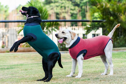 pet clothing industry