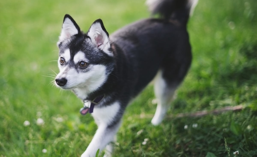 Unleashing the Love Adopting a Klee Kai for a Lifetime of Joy Pets