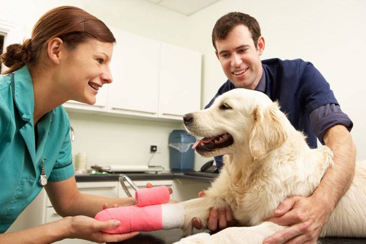 Ensure Your Pet’s Safety with Pet CPR & First Aid Certification