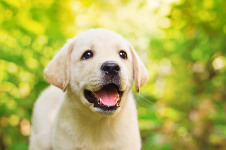 How to Train a New Puppy: A Comprehensive Guide for New Dog Owners