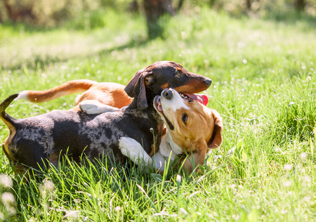Paw-fect Playdates: Why Your Pet Needs Social Interaction”