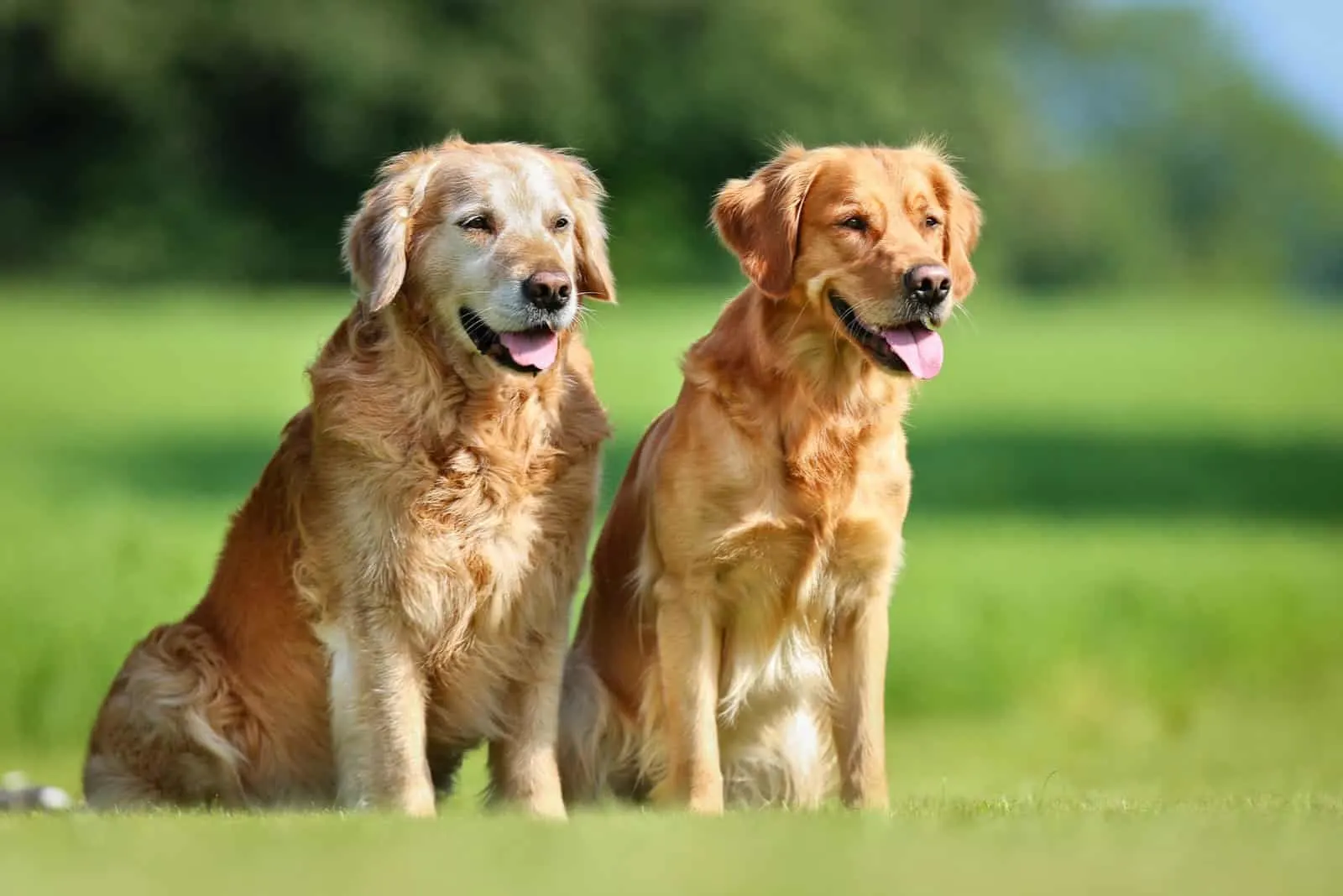 Golden Retriever